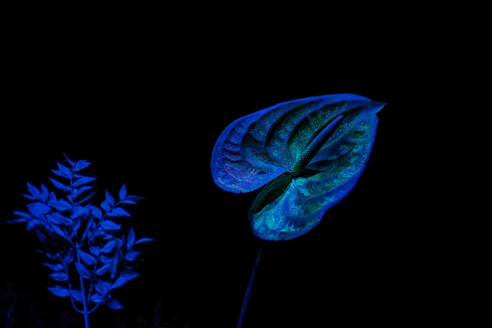 flori neon